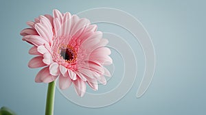 A pink gerbera flower against a smooth blue background