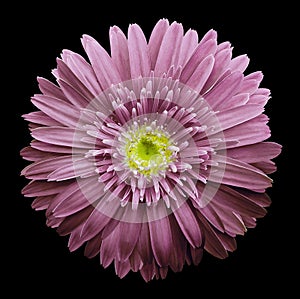 Pink gerbera flower on the black isolated background with clipping path. Closeup. no shadows. For design.