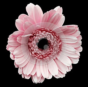 Pink gerbera flower, black isolated background with clipping path. Closeup. no shadows. For design.