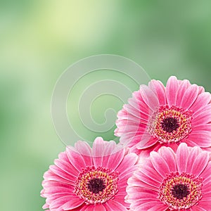 Pink gerbera flower, close up, colored degradee background. Daisy family