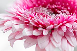 Pink gerbera flower close up. Front view.