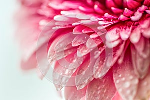 Pink gerbera flower close up. Front view.