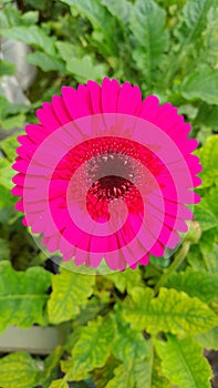 pink gerbera flower in a garden