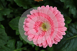 pink gerbera flower in garden with water drop on flower