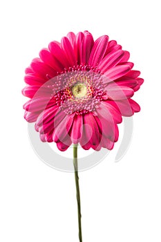 Pink gerbera flower isolated