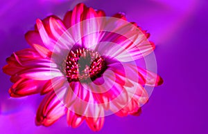 Pink gerbera flower isolated on white background