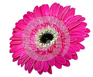 Pink gerbera flower isolated on white background