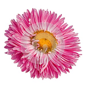 Pink gerbera flower isolated on white background