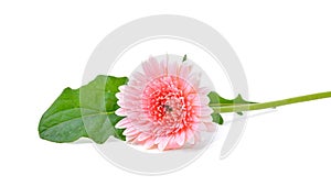 Pink Gerbera flower isolated on white background