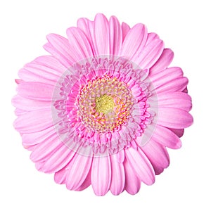 Pink gerbera flower isolated on white background, top view