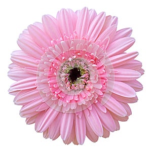 Pink gerbera flower isolated on white