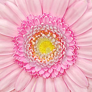 Pink Gerbera Flower Macro