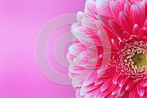 Pink Gerbera flower petals with drops of water, macro on flower, beautiful abstract background