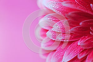 Pink Gerbera flower petals with drops of water, macro on flower, beautiful abstract background