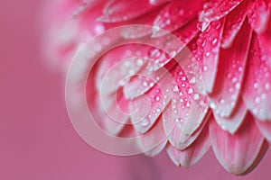 Pink Gerbera flower petals with drops of water, macro on flower, beautiful abstract background