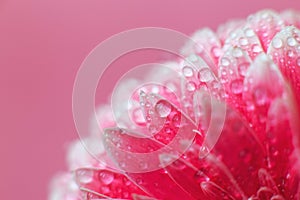 Pink Gerbera flower petals with drops of water, macro on flower, beautiful abstract background