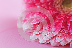 Pink Gerbera flower petals with drops of water, macro on flower, beautiful abstract background