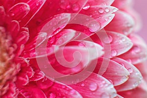Pink Gerbera flower petals with drops of water, macro on flower, beautiful abstract background