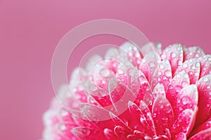 Pink Gerbera flower petals with drops of water, macro on flower, beautiful abstract background