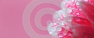 Pink Gerbera flower petals with drops of water, macro on flower, beautiful abstract background. Banner