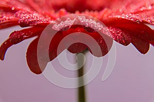 Pink gerbera flower petals with many tiny water droplets.