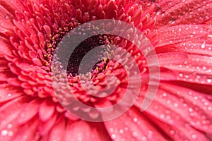 Pink gerbera flower petals with many tiny water droplets.