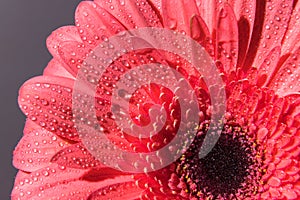 Pink gerbera flower petals with many tiny water droplets.