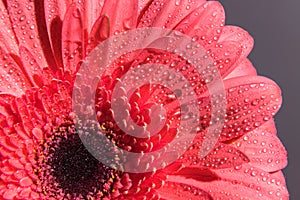 Pink gerbera flower petals with many tiny water droplets