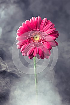 Pink gerbera flower in smoke