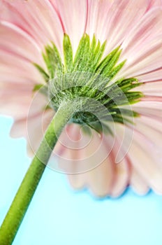 Pink Gerbera Flower Stem