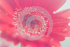 Pink gerbera flower with water drop close up