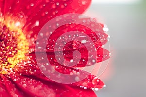 Pink gerbera flower with water drop close up