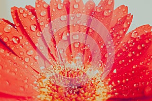 Pink gerbera flower with water drop close up