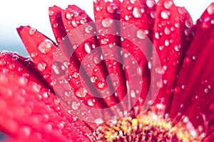 Pink gerbera flower with water drop close up