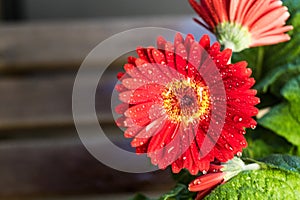 Pink gerbera flower with water drop close up