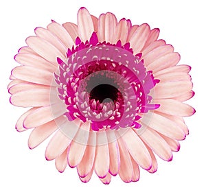 Pink  gerbera flower, white isolated background with clipping path.   Closeup.  no shadows.  For design.