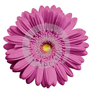 Pink gerbera flower, white isolated background with clipping path. Closeup. no shadows. For design.