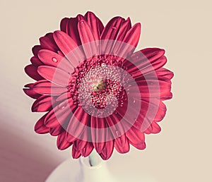 Pink gerbera flower in a white vase on the wooden desk