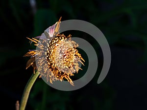 Pink Gerbera Flower Wither