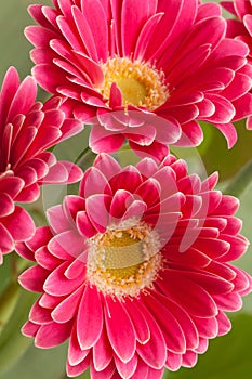 Pink gerbera flowers.