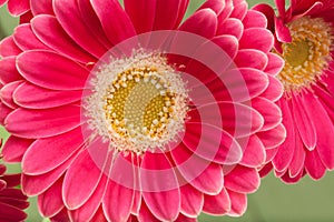 Pink gerbera flowers.