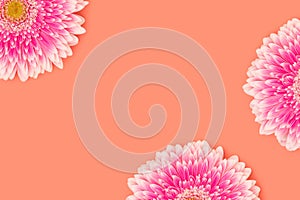 Pink gerbera flowers on a coral background.