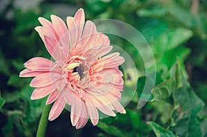 Pink gerbera flowers on green blurred background