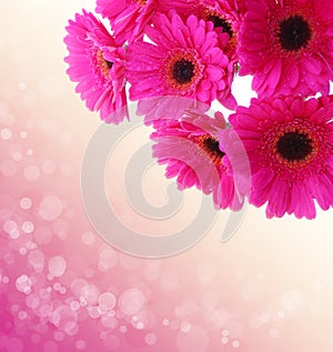 Pink gerbera flowers isolated .