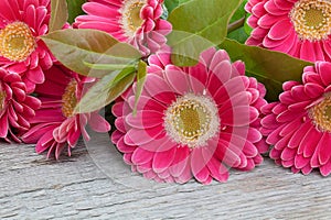 Pink gerbera flowers and leafs.