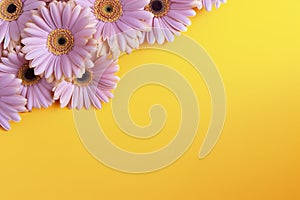 Pink gerbera flowers on yellow background. Space for text