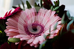 Pink gerbera in a gift bouquet. Happy Birthday. Partial focusing of the frame.
