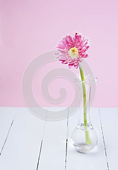 Pink gerbera in glass vase on white wood