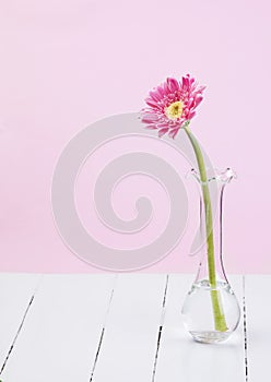 pink gerbera in glass vase on white wood with pink background