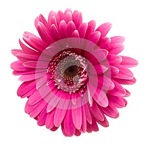 Pink gerbera isolated on white